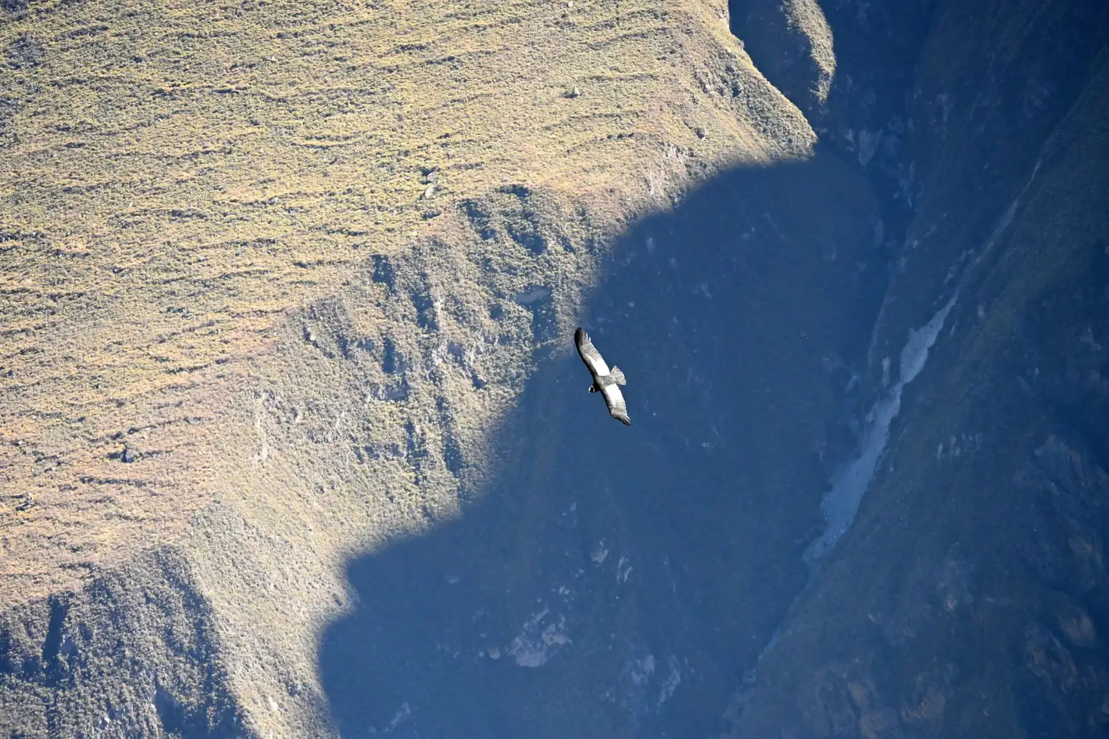 An Andean condor gliding over the steep walls of the Colca Canyon