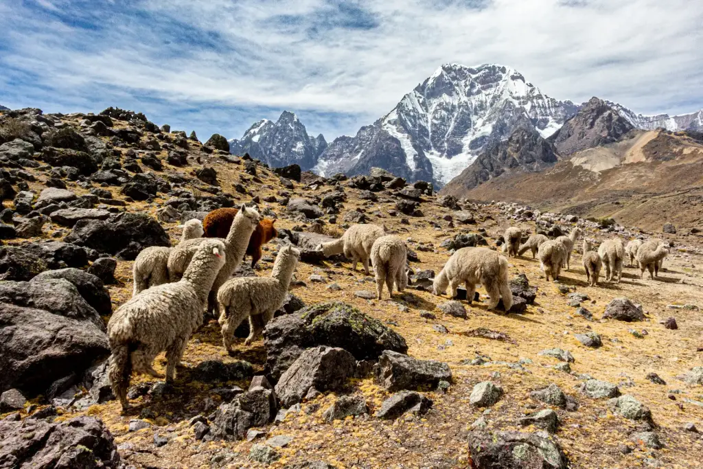 Alpacas grazing on a rocky slope below the snowy Ausangate range