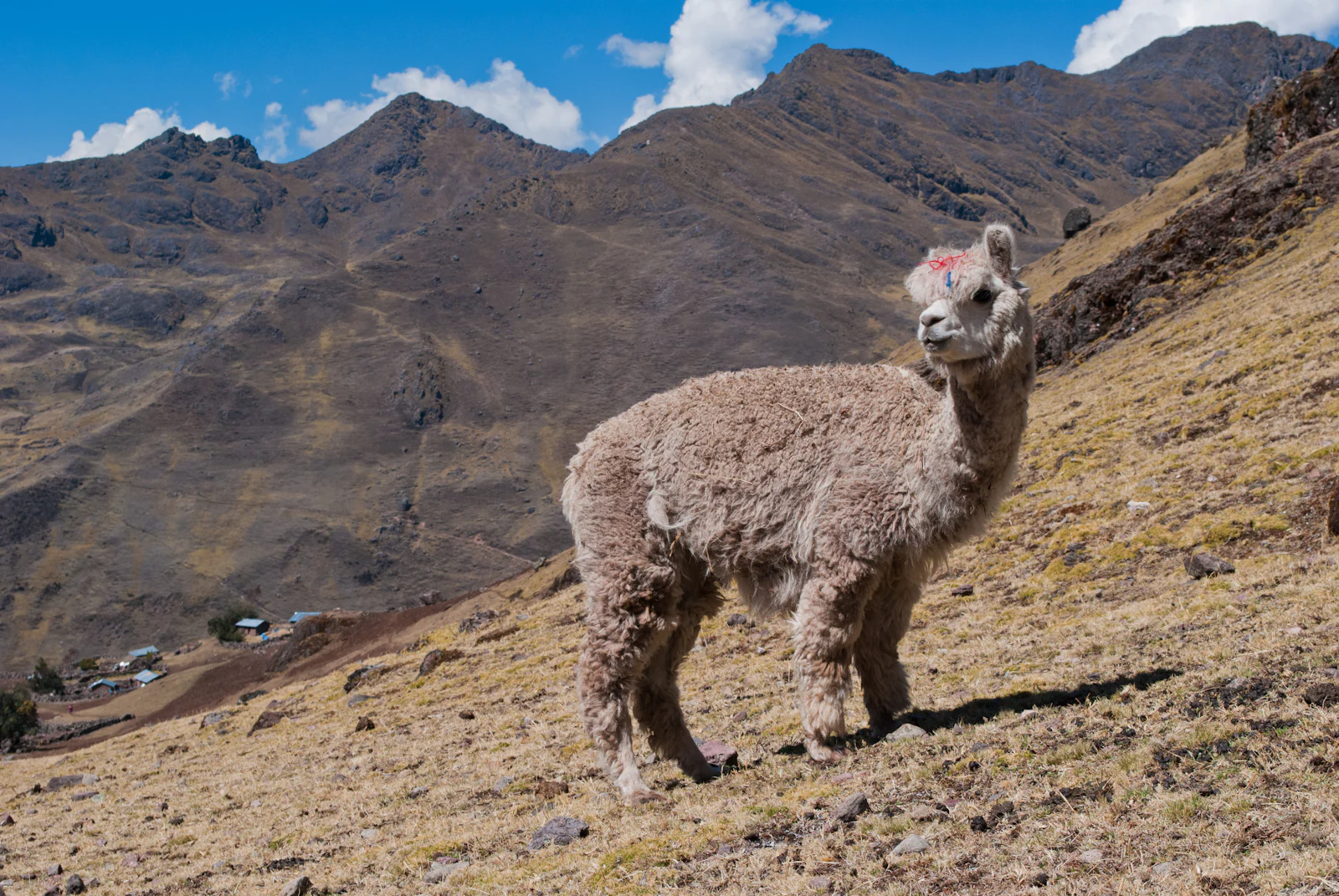 An alpaca on a dry hillside above a small village in the Lares area