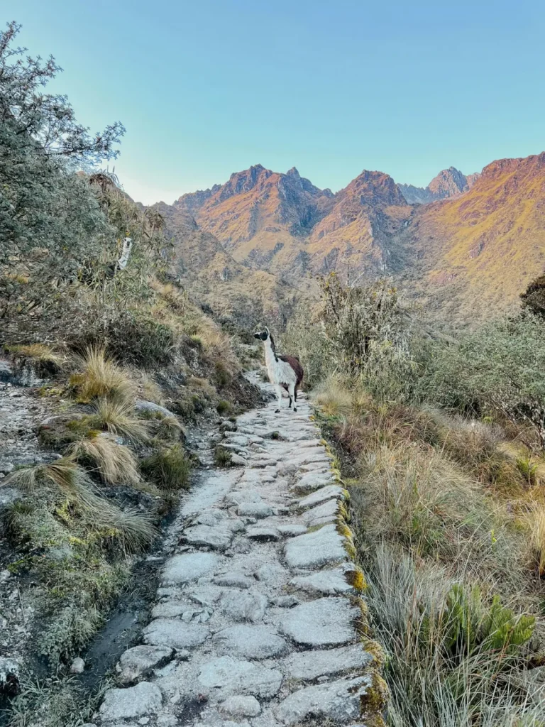 Two llamas walking on an Inca stone path in the mountains