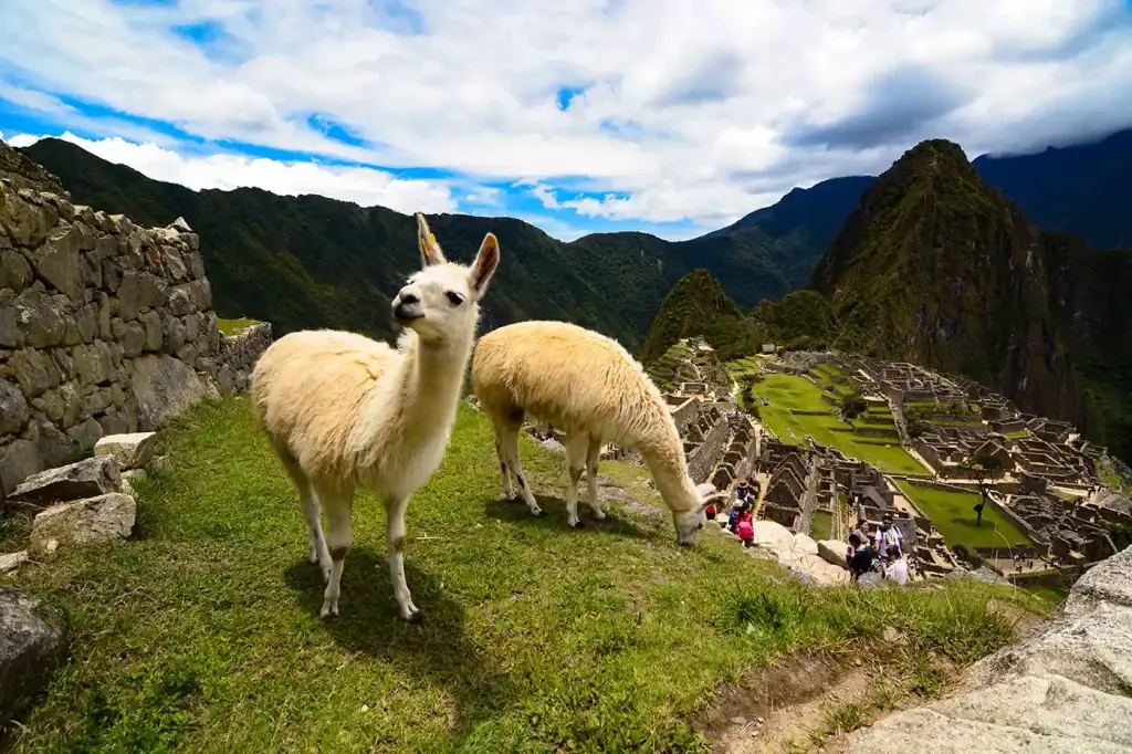 Two llamas grazing on the upper terraces of Machu Picchu, with the citadel and Huayna Picchu behind