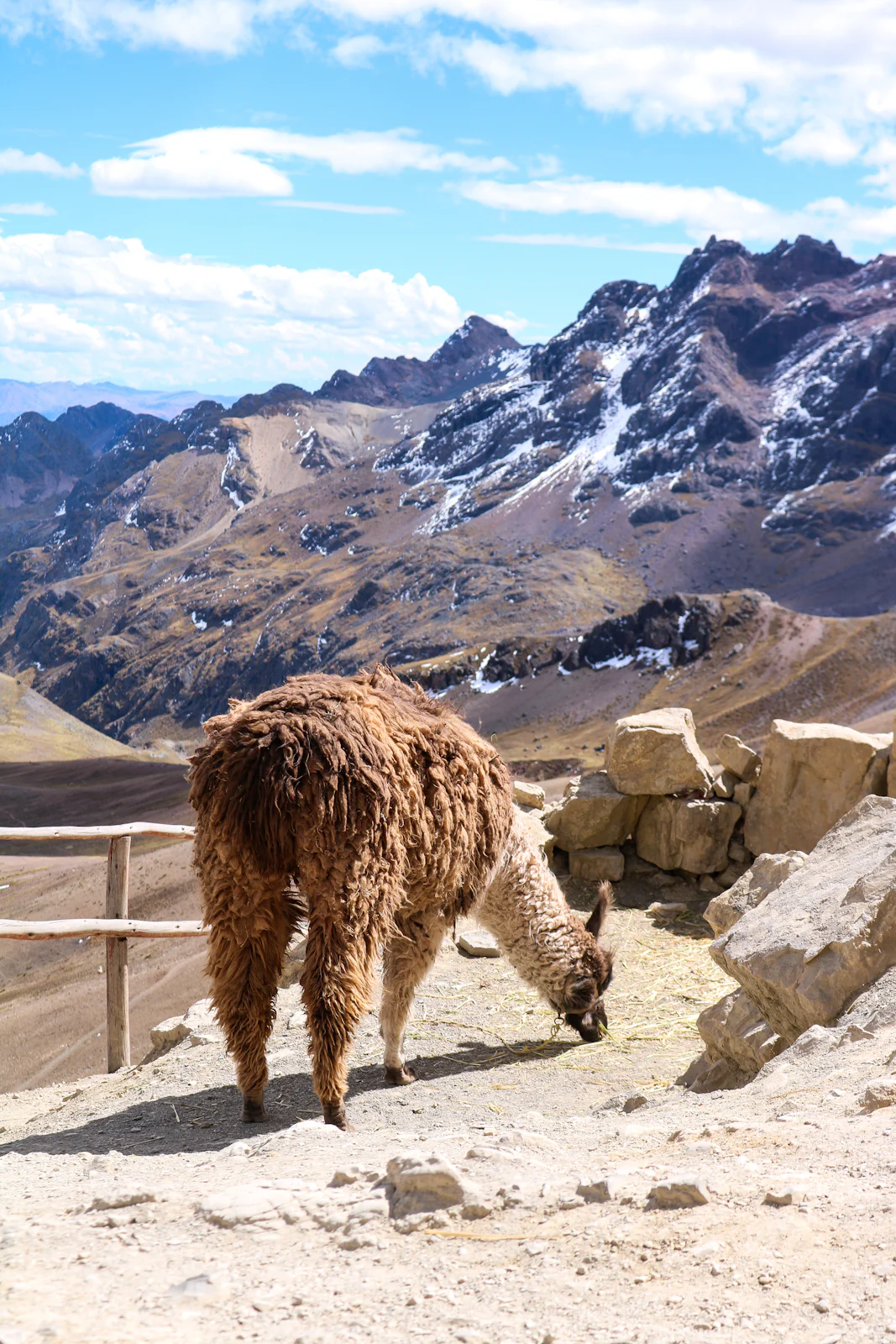 A llama grazing beside the trail near Rainbow Mountain, with snowy peaks of the Vilcanota range behind